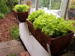 Vertical Gardening mit Balkonkästen