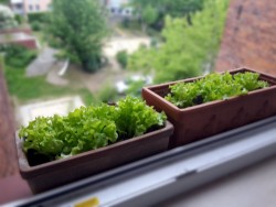 Vertical Gardening am Fenster